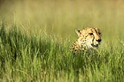 Cheetah Okavango